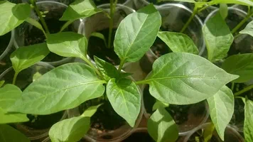 تصویر 2 از نشا فلفل دلمه‌ ای زرد و نارنجی صادراتی